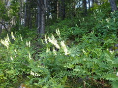 Hedysarum sulphurescens