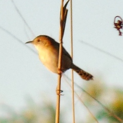 Cisticola exilis