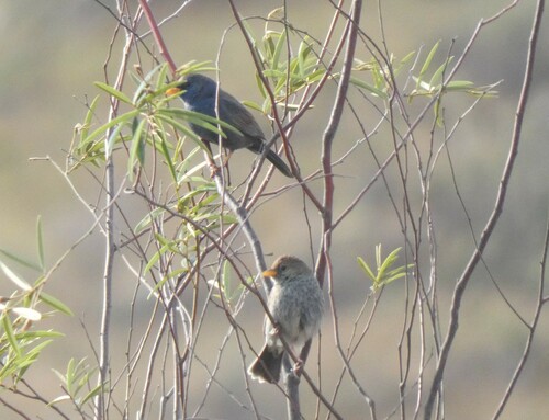Blue Finch (Rhopospina caerulescens), photo 6