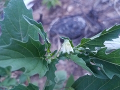 Physalis angulata