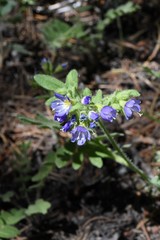 Polemonium californicum