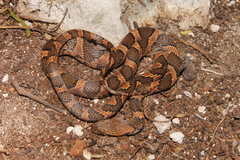 Leptodeira frenata