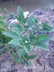 Physalis angulata