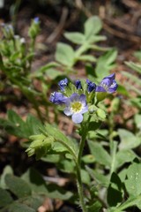 Polemonium californicum