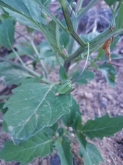 Physalis angulata