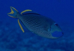 Xanthichthys auromarginatus