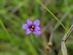 Sisyrinchium idahoense macounii