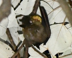 Cynopterus sphinx