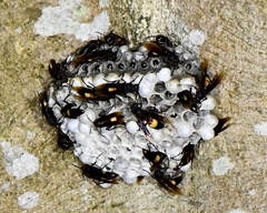 Polistes sagittarius