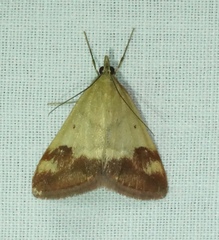 Pyrausta semirubralis