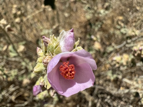Image of Malacothamnus enigmaticus by no rights reserved