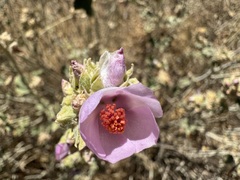 Malacothamnus enigmaticus