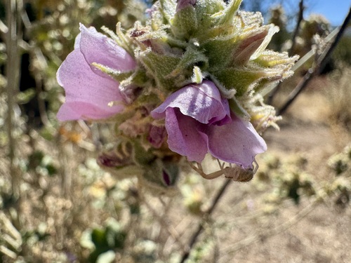 Malacothamnus enigmaticus, photograph 3