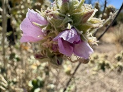 Malacothamnus enigmaticus, photograph author not stated, no rights reserved