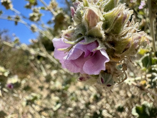 Malacothamnus enigmaticus, photograph 5