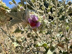 Malacothamnus enigmaticus, photograph author not stated, no rights reserved