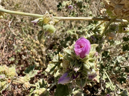 Malacothamnus enigmaticus, photograph 1
