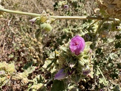 Malacothamnus enigmaticus, photograph author not stated, no rights reserved
