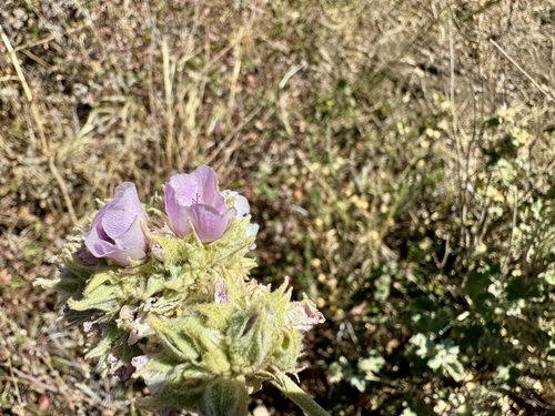 Malacothamnus enigmaticus, photograph 6