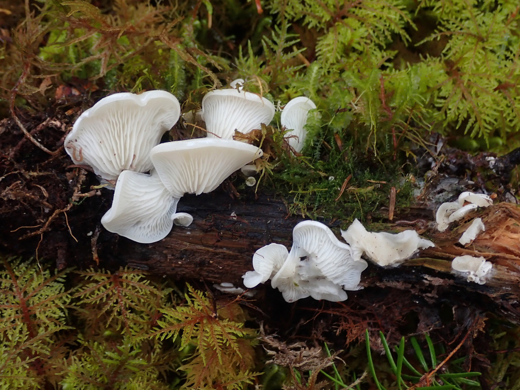 Pleurocybella sp. 'porrigens-PNW01'