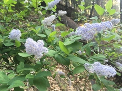 Ceanothus integerrimus
