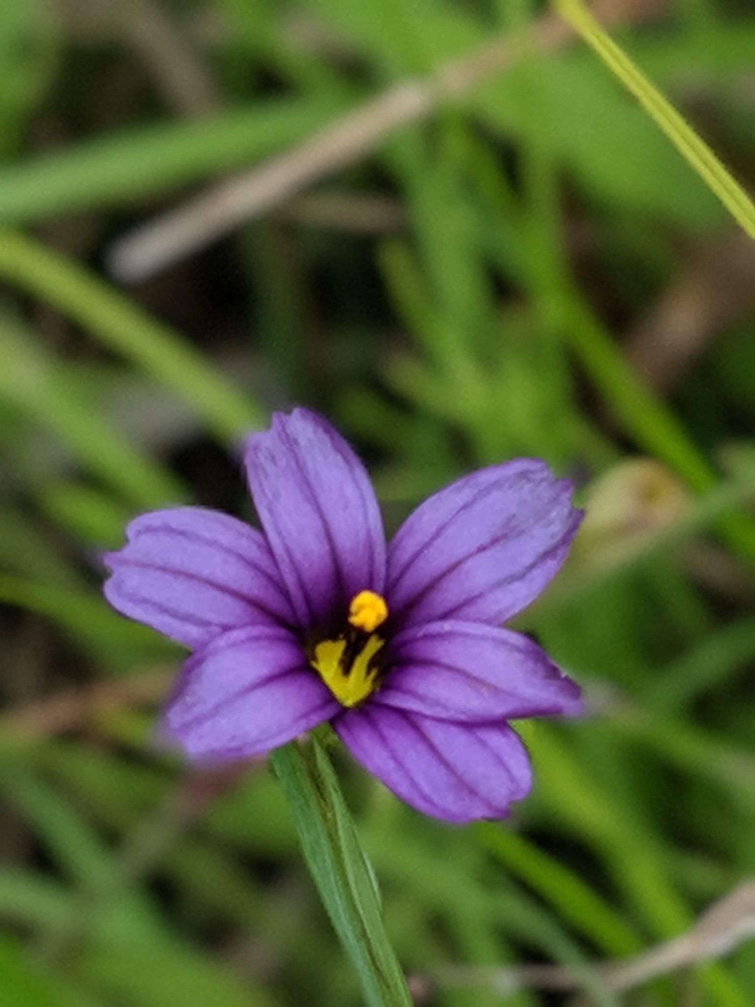 Sisyrinchium idahoense var. macounii