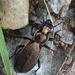 Carabus starcki - Photo (c) simbaaz, some rights reserved (CC BY-NC)