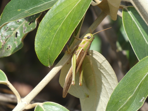 Bird Grasshopper photo 3