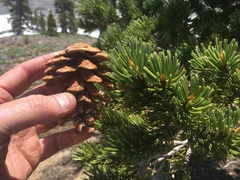 Pinus balfouriana