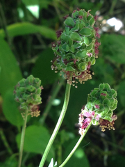 Sanguisorba minor minor