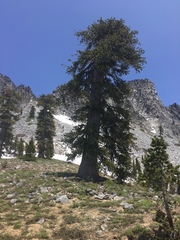 Pinus balfouriana