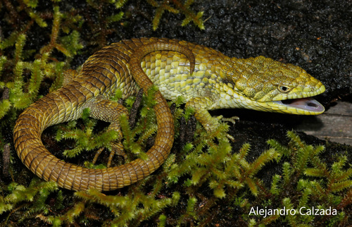 Oaxaca Arboreal Alligator Lizard