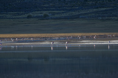 Phoenicoparrus jamesi