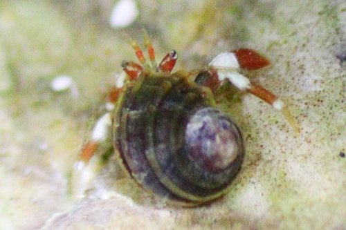 Pagurus holmi