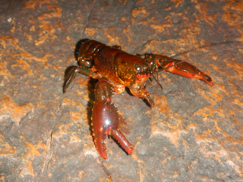 Euastacus yanga