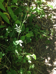 Sanguisorba minor minor
