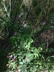 Sanguisorba minor minor