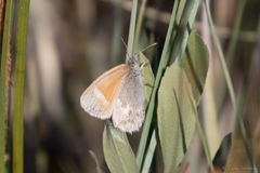 Coenonympha tullia