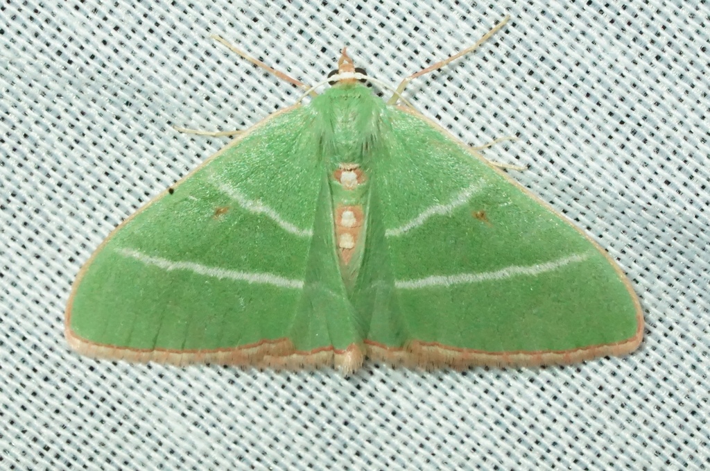 Nemoria obliqua