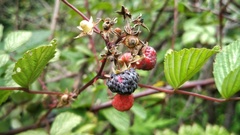 Rubus niveus