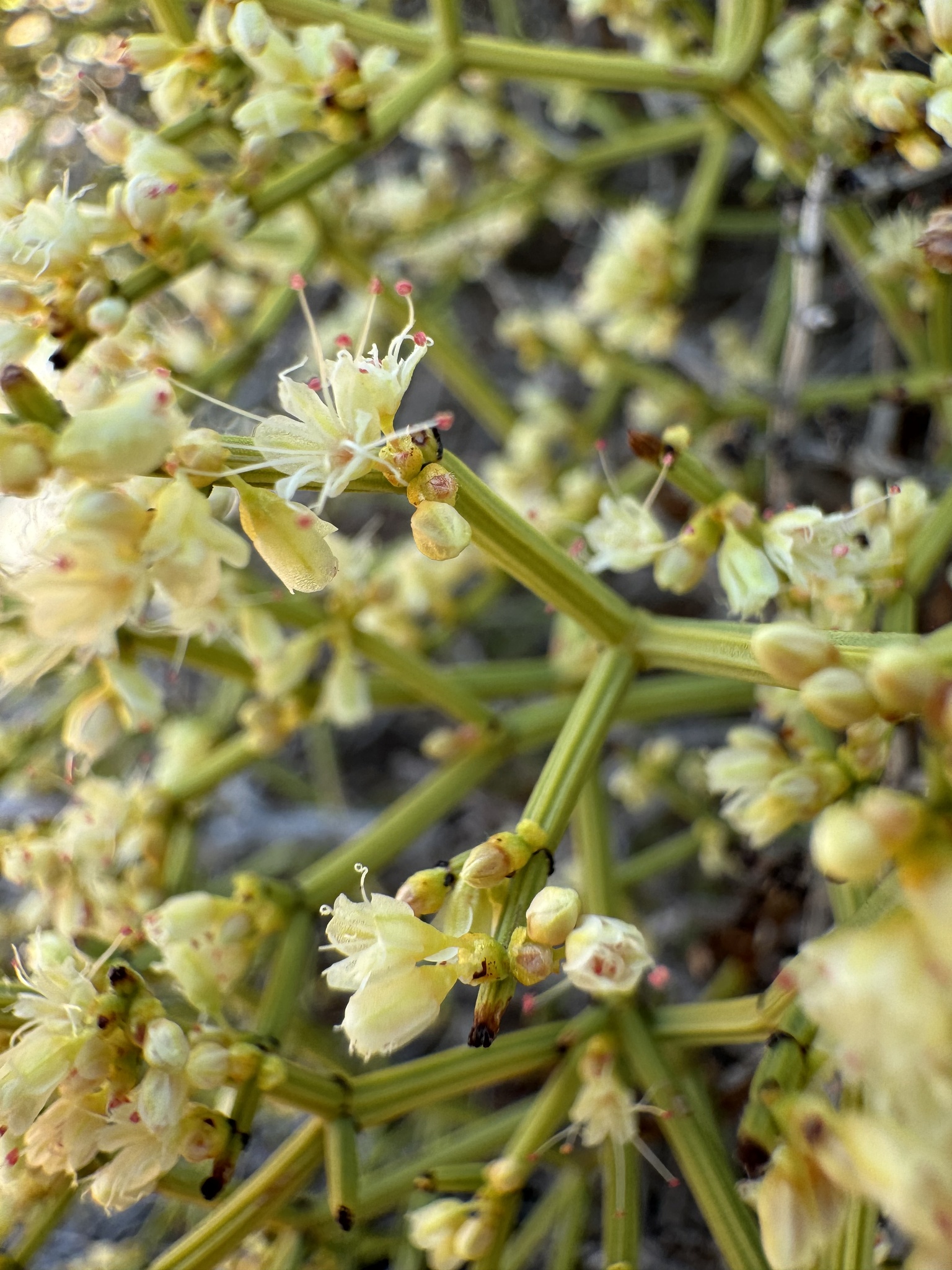 Eriogonum heermannii