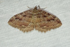 Triphosa