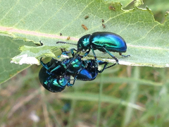 Chrysochus cobaltinus