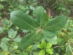 Quercus sadleriana