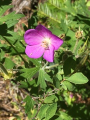 Geranium oreganum