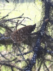 Oeneis jutta alaskensis