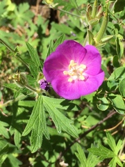 Geranium oreganum
