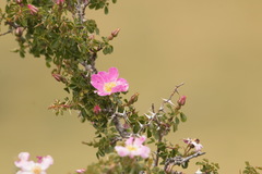 Rosa maracandica