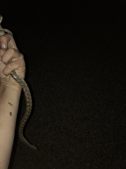 Arizona elegans elegans