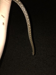 Arizona elegans elegans